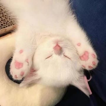 Ảnh đại diện người dùng An Nhiên